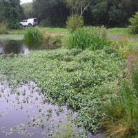 Water Primrose